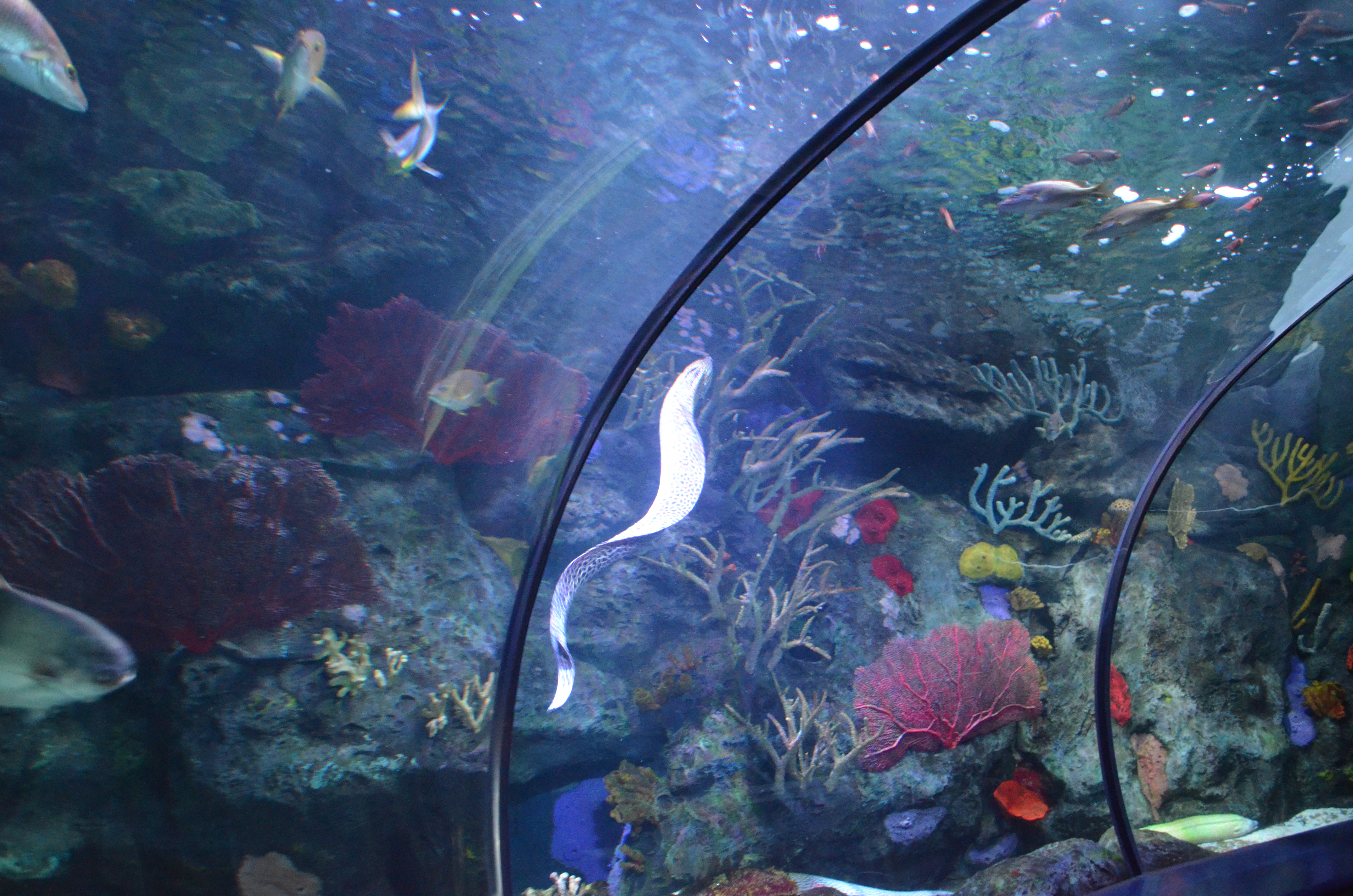 ./2017/21 - Myrtle Beach/ADSC_0966.JPG